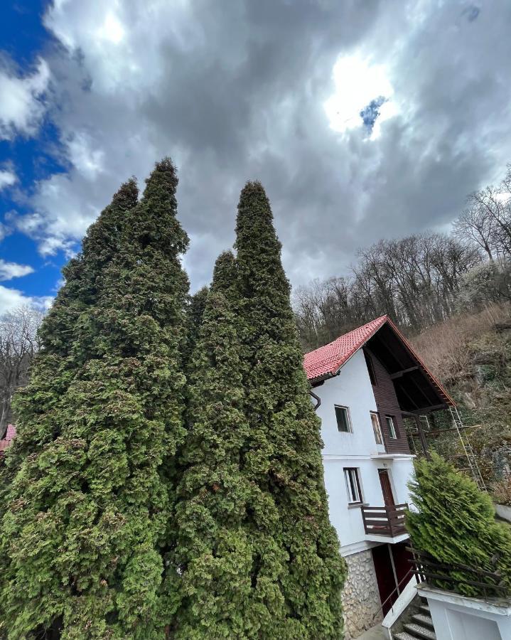 Timi Residence Braşov Extérieur photo